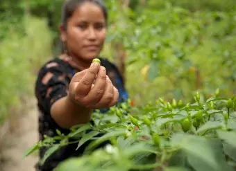 Elena Sam Pec lives in Puente Viejo, Guatemala, and participates in a joint programme by UN Women, the World Food Programme, Food and Agriculture Organization of the United Nations, and the International Fund for Agricultural Development, which is empowering more than 1,600 rural women to become economically self-reliant. 
