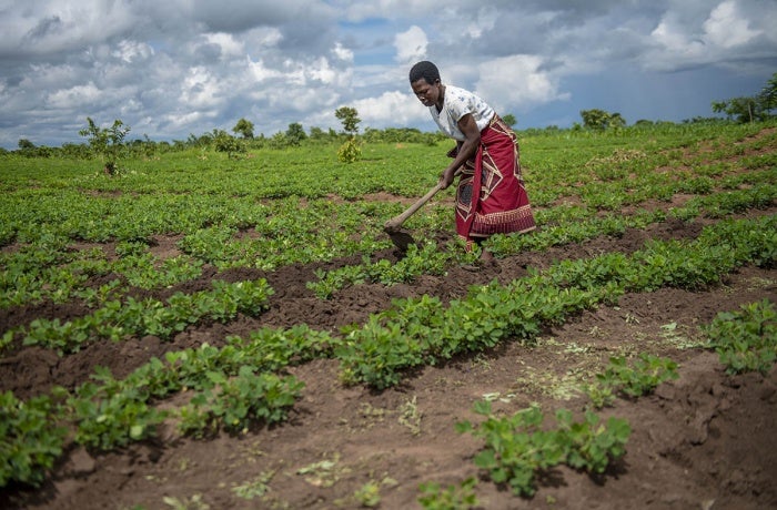 UN Women uses funds from Standard Bank to increase women’s agricultural productivity using climate smart techniques like double row planting and providing early weather information. Photo: UN Women/Bennie Khanyizira