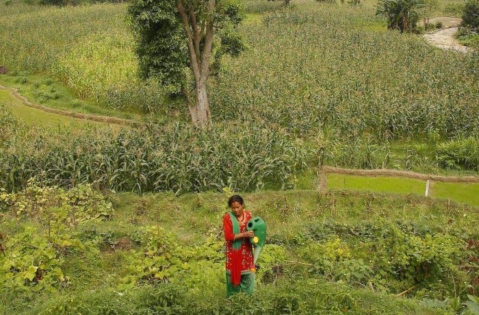 Chandra Kala Thapa trabaja en los campos cerca de la aldea de Chatiune en el distrito de Sindhuli, Nepal. Foto: ONU Mujeres/Narendra Shrestha