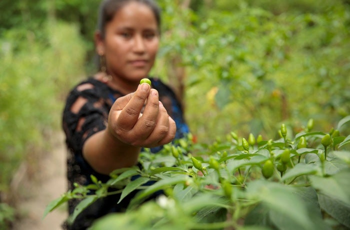 Elena Sam Pec lives in Puente Viejo, Guatemala, and participates in a joint programme by UN Women, the World Food Programme, Food and Agriculture Organization of the United Nations, and the International Fund for Agricultural Development, which is empowering more than 1,600 rural women to become economically self-reliant. 