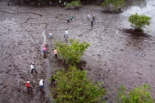 The News In the Pacific coast of Colombia, guardians of the mangrove sow seeds of change