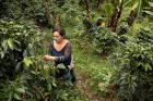 Cielo Gomez harvests coffee cherries on her land in El Tablón de Gómez, Colombia. 