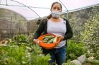 Juana Alva, 37, harvests zucchini in a greenhouse in San Cristóbal Tepeteopán, Mexico.  Photo: UN Women/Dzilam Méndez