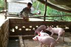 Mom feeding her pigs. Photo courtesy: Cambodia Health Education Media Service and Cambodian HIV/AIDS Education and Care.
