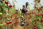 A women turns to her tomato plants at the Imali cooperative in Rwanda