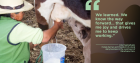 Cira Huancahuari, from rural Peru, milking a cow. Pull quote: "We learned. We know the way forward ..."